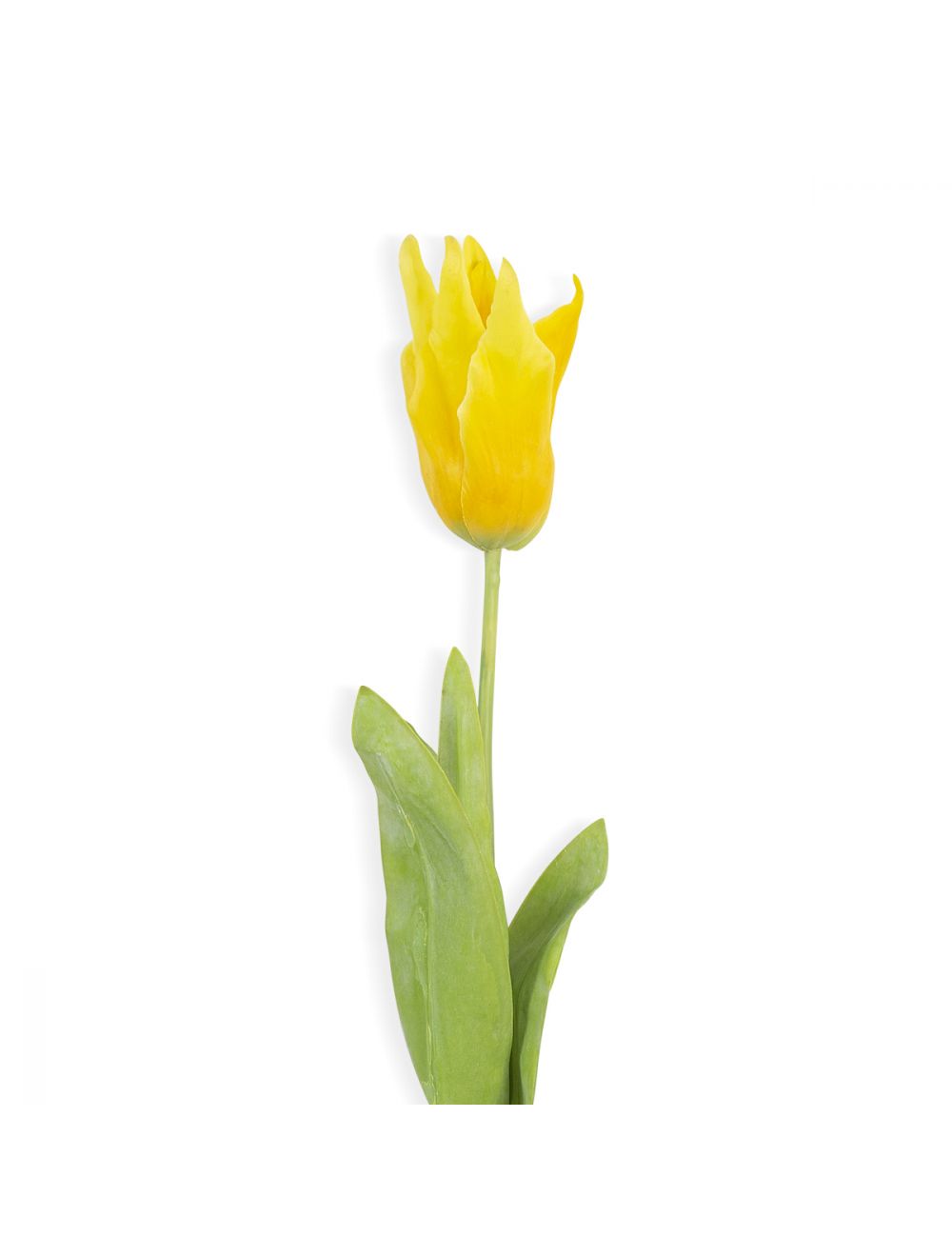 Half Open Tulip Flower-IAAH